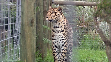 Die Leoparden bekommen gleich eine Geruchsbeschäftigung. | Bild: BR/NDR/Vincent TV GmbH