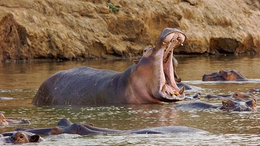 Drohverhalten eines Hippobullen. | Bild: WDR/Tesche Dokumentarfilm