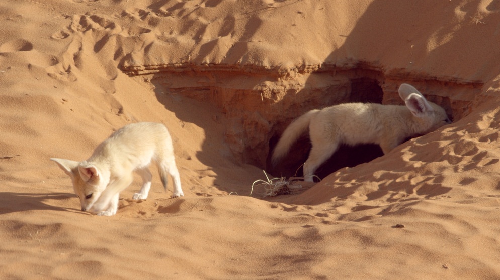 Fennekjungen. Fenneks (Wüstenfüchse) sind die Überlebenskünstler in der Wüste Marokkos. Sie kommen mit wenig Flüssigkeit zurecht, leiten über Ohren und Körper Hitze ab und trotzen den extremen Bedingungen. | Bild: BR/Bernhard Rübe