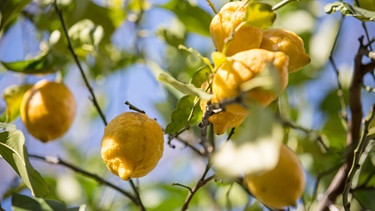 Reife Zitronen am Baum  | Bild: BR/Sylvia Bentele 