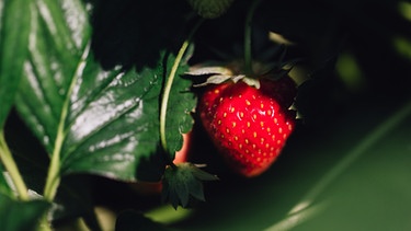 Eine reife Erdbeere hängt an einer Erdbeerpflanze. | Bild: BR/Sylvia Bentele