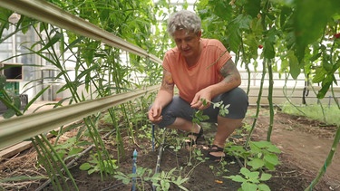 Unterpflanzung für Tomaten mit Carola Nitsch (Landesanstalt für Gartenbau, Bamberg)
| Bild: BR / Tino Müller