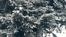 Reporter verstecken sich im Baum und berichten von einer Bockjagd. | Bild: BR/Historisches Archiv
