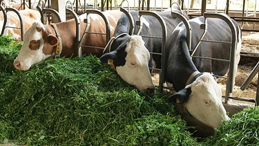 Eigentlich schreibt die EU-Ökoverordnung bereits seit 2000 eine Weidepflicht für Raufutterfresser vor. Das stellt einige Bio-Milchbauern, die keine Weideland besitzen, vor massive Probleme. Müssen manche Landwirte mit Öko aufhören? | Bild: BR