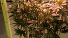 Cannabis Pflanzen | Bild: Bayerischer Rundfunk 2024